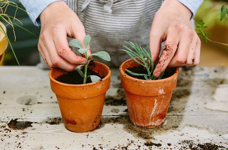 5 plantas fáciles de propagar si sabes lo que estás haciendo o no