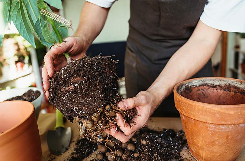 4 De fleste oversettede tegn er på tide å repot plantene dine