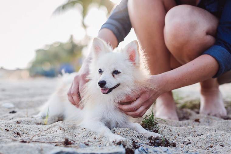 Alasan lain yang meningkatkan suasana hati untuk mengunjungi Karibia di pantai yang dipenuhi anak-anak anjing