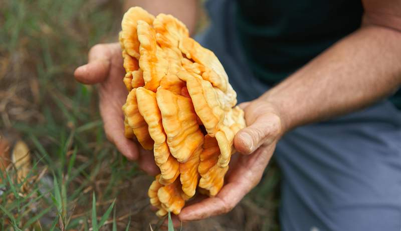 La sección de productos de la Tierra es gratuita si sabe cómo buscar de forma segura