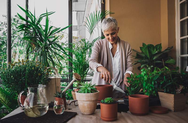 La plante la plus simple à prendre en charge tout au long de l'hiver est totalement inattendue