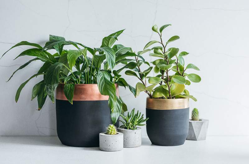 11 vasos exclusivos para complementar suas plantas mais bonitas