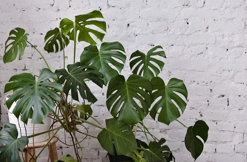 Wie Sie sich um Ihre Monstera kümmern, die beeindruckendste Zimmerpflanze von allen