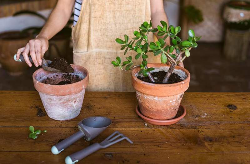 Cómo elegir el mejor suelo para todas sus diferentes plantas