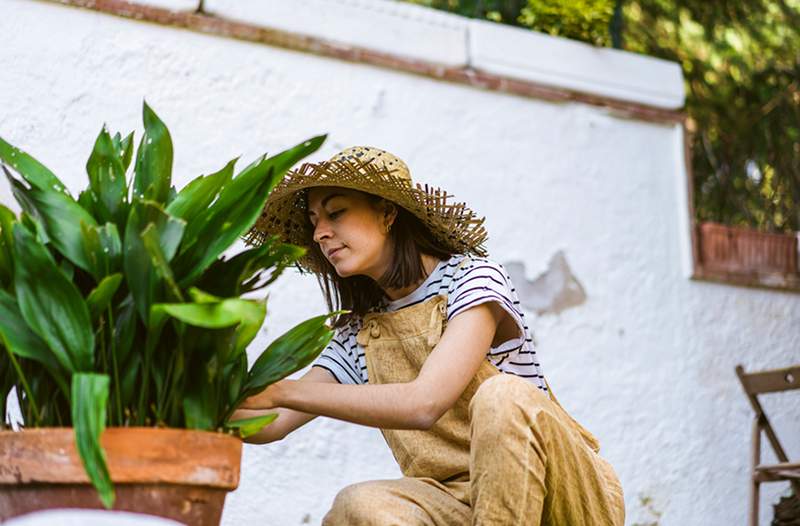 La forma correcta de traer sus plantas de interior de vuelta antes de que se enfríe demasiado