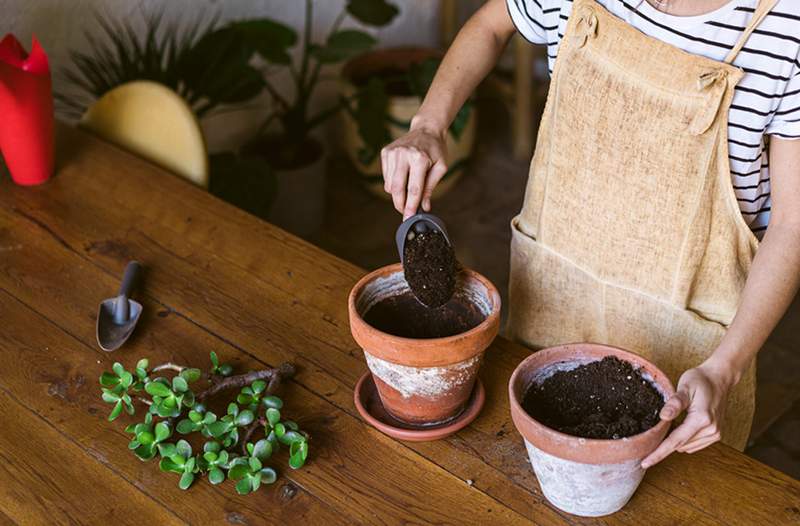 5 plantas fáceis de se propagar no solo e exatamente como fazê-lo