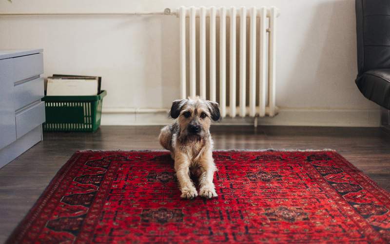 Sådan rydder op hunde og katte opkast fra dit tæppe i 5 lette trin