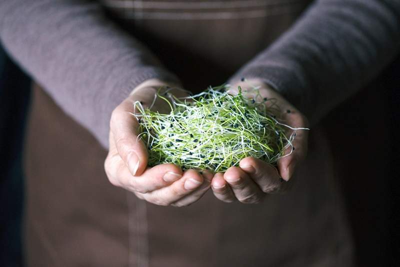 ¿Vale la pena el derroche de microgreens??