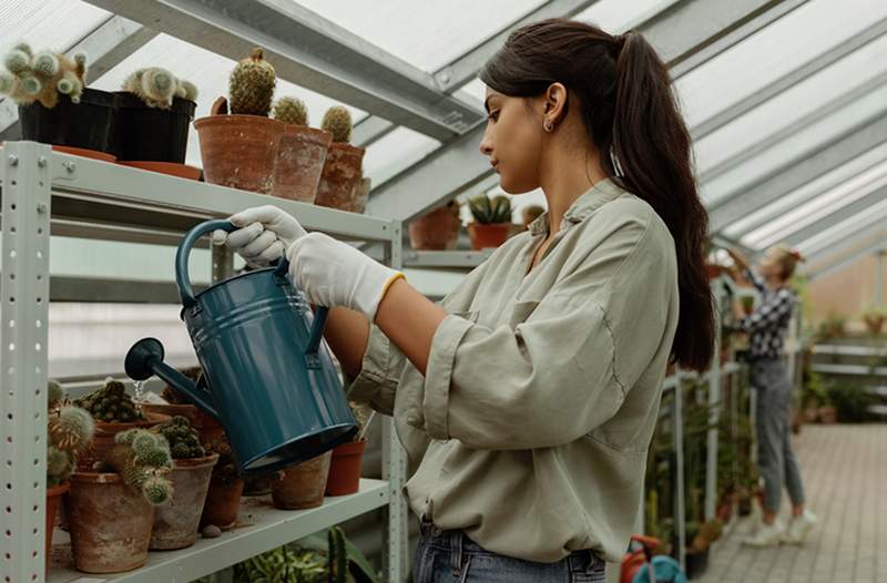 Jeg er en professionel gartner, og det er sådan, du holder dine planter i live