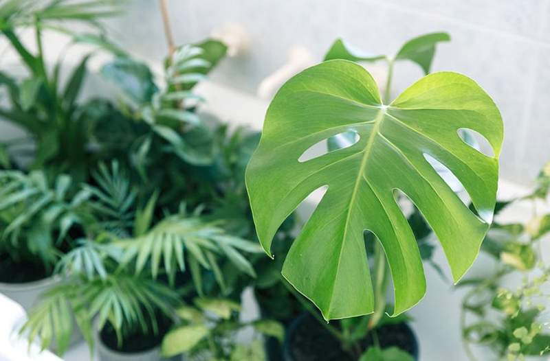 Monstera Histeria wybuchła na Pinterest, ale to, co, u licha?