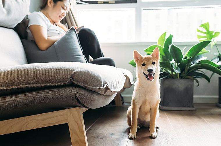 Estas são as plantas que aceitam animais de estimação para manter em casa, além das tóxicas para evitar