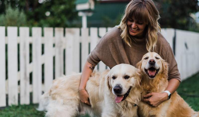 Så här väljer du en säker och prisvärd hunddaghem, enligt utbildare och veterinärer