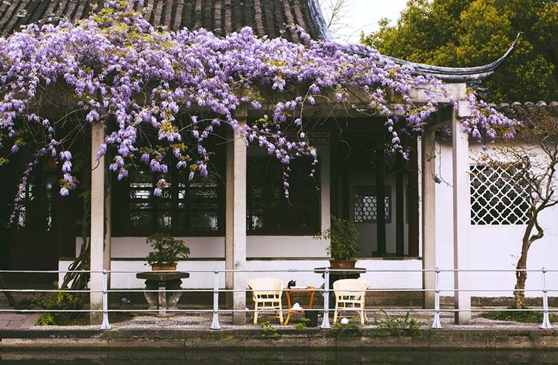 Precisa de um inspo de viagem saudável? A China está coberta de lindas flores que aumentam o humor