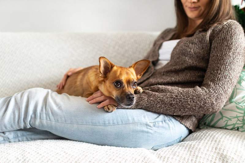 Os animais de estimação podem definitivamente lidar com o CBD, mas aqui está o que você precisa saber antes de administrar o seu