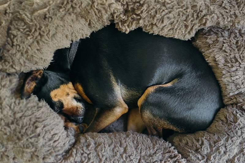 6 topklassificerede hundesenge på Amazon for at forkæle dit kæledyr på National Puppy Day (eller enhver dag)