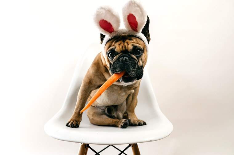 Deze 9 gekostumeerde honden brachten Halloween Wellness #goals naar een nieuw niveau