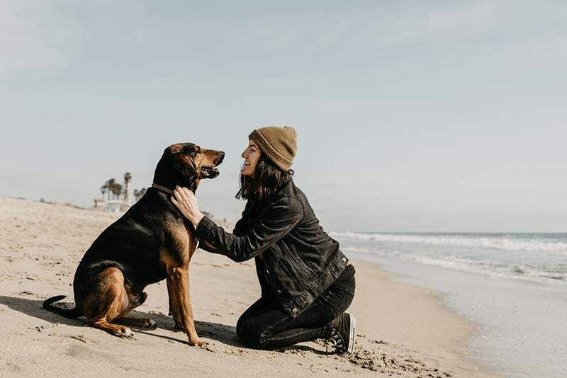 Oui, vous êtes censé brosser les dents de votre chien tous les jours, je suis pourquoi