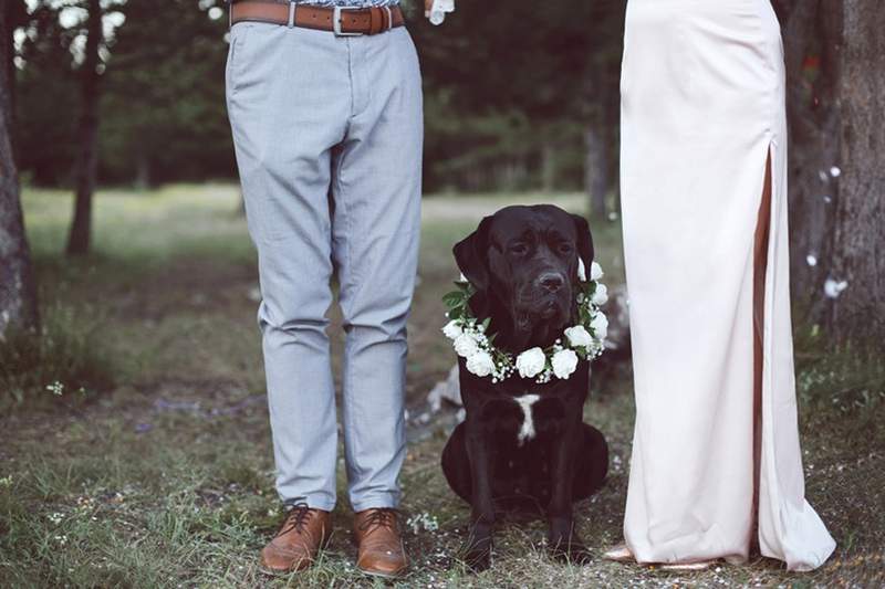 Laut Etsy ein neuer Hochzeitstrend auf dem Rauf? Haustiere!