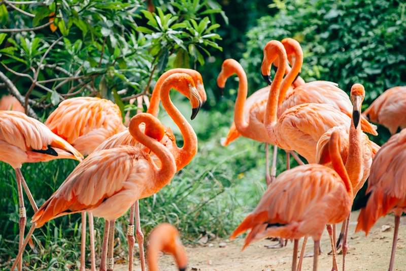 Amantes de flamingo Este trabalho nas Bahamas é o que os sonhos rosa milenares são feitos