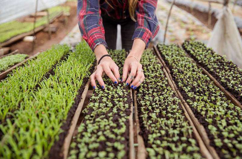 Microgreens adalah tiket Anda untuk menjadi contessa wanita bertelanjang kaki