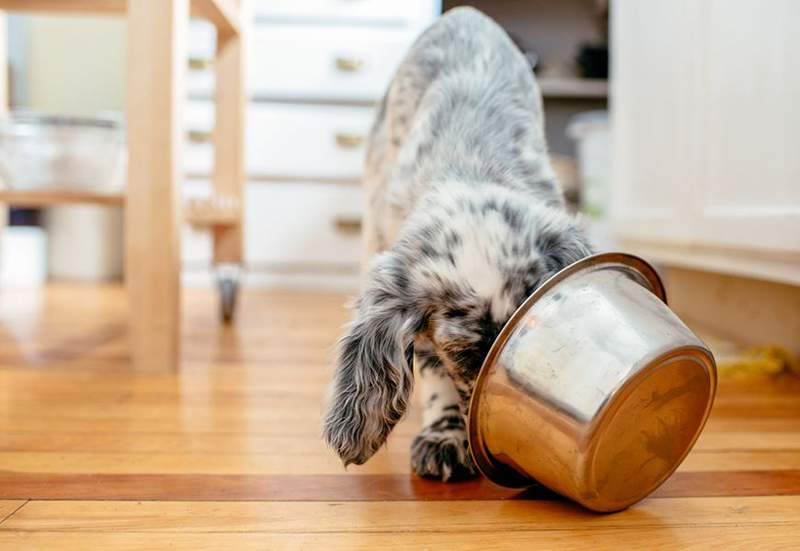 3 façons dont le régime alimentaire de votre animal obtient une cure de jouvence saine (bien nécessaire)