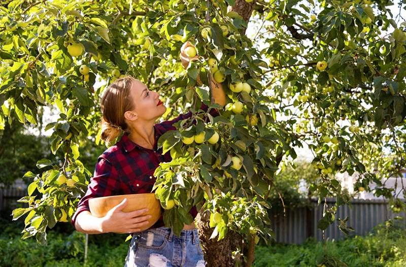 Det er Apple Picking Season (bare tjek Instagram) -Her er hvordan man holder dem frisk i flere måneder