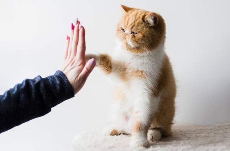 Denne high-fiving kat er her for at lykønske dig med at komme igennem ugen