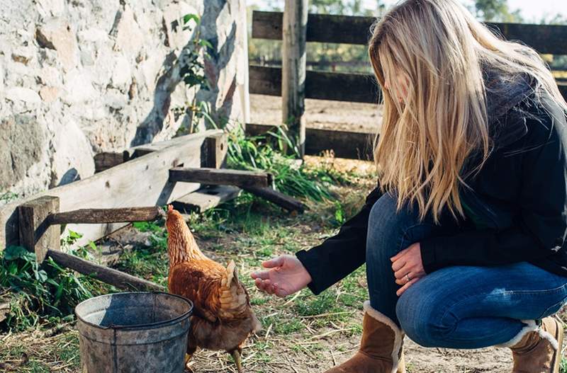 Mengapa ayam super bebas antibiotik mungkin menjadi wira-wira terbaru kesihatan awam