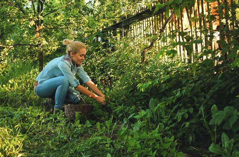 Watch out, ladies dan hikers tanaman ini menyebabkan luka bakar yang parah saat kontak