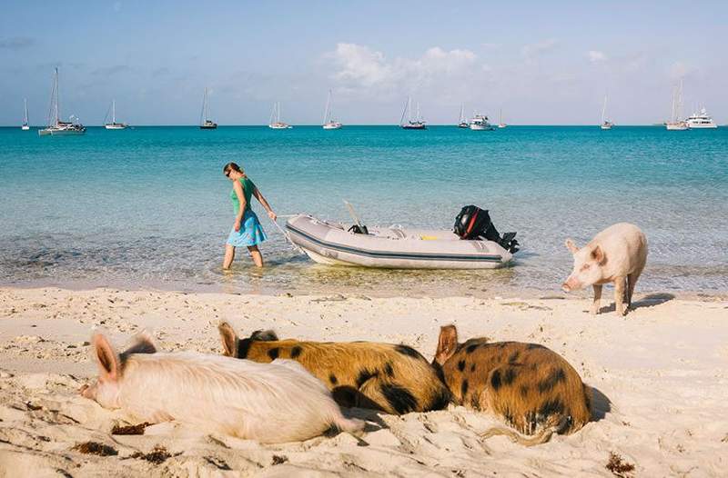 Jag är över det här vinterväderna, snälla ta mig till Pig Beach