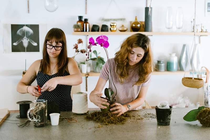 Las razones purificadoras para incluir carbón activado en sus macetas de plantas