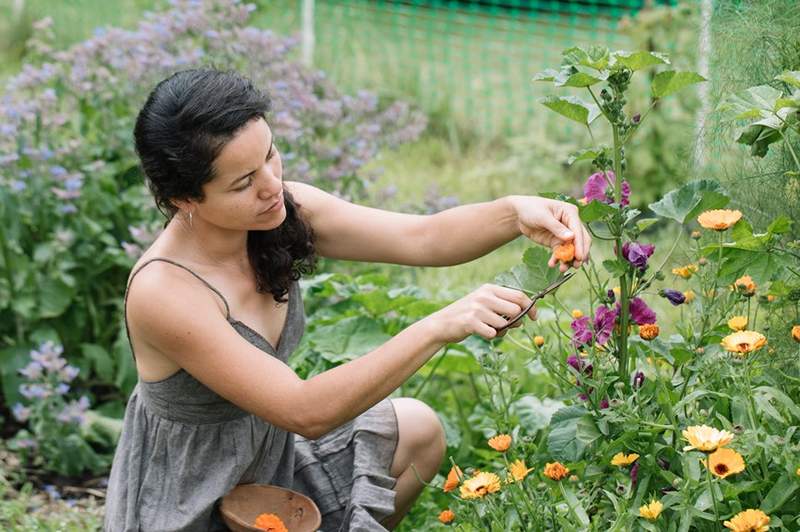 6 eenvoudig te groeien wilde bloemen voor een tuin die barst van kleur