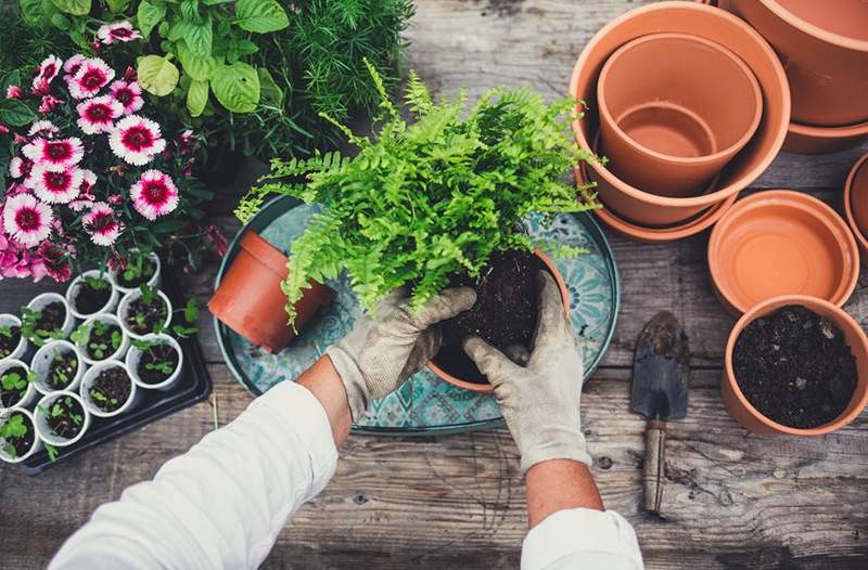 La jardinería es en realidad una forma astuta de meditación, ya que es la recompensa que obtendrá de ella