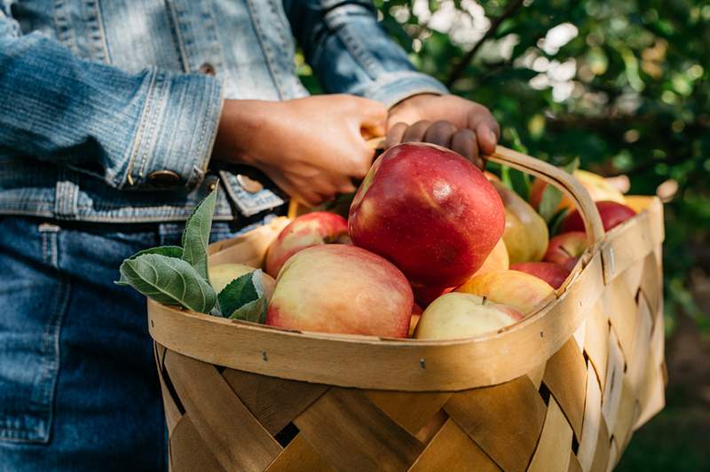 Oké, zijn echt gekneusde appels veilig om te eten?