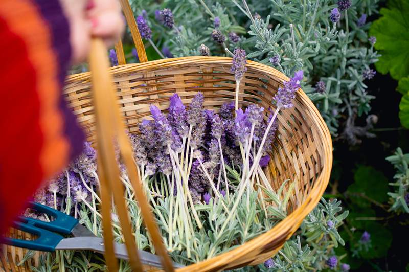 Lavendel är den inflammationsbekämpande, sömnförstärkande örten av denna dietistes drömmar (och din)