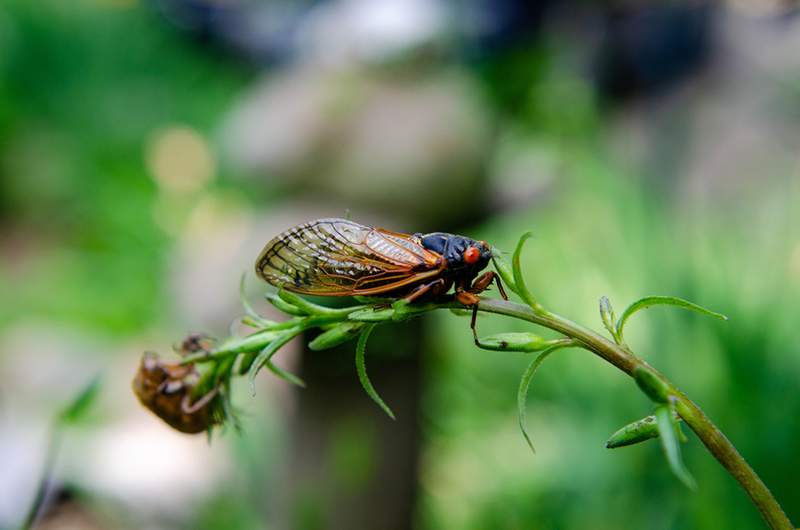 Jak chránit svou zahradu před * miliardami * Cicadas