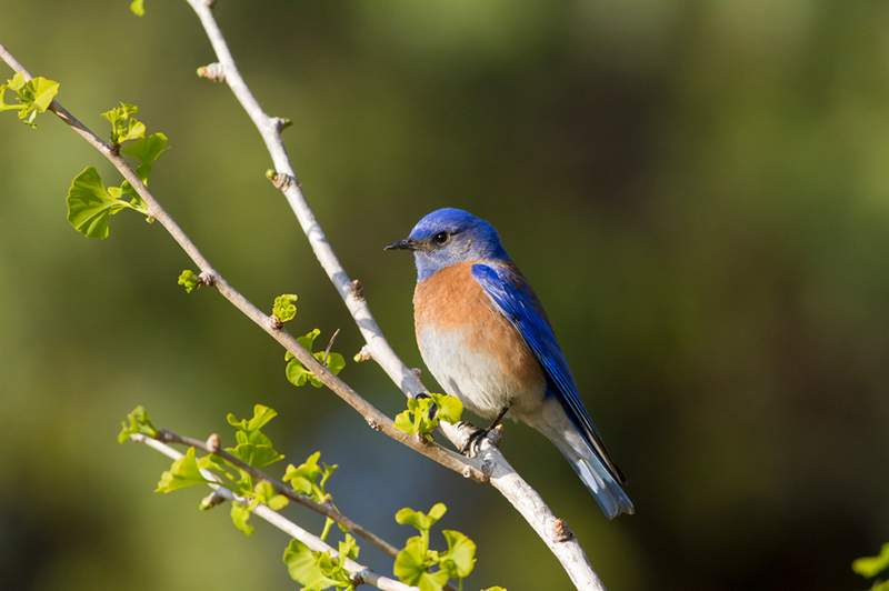 La signification symbolique de la traversée avec un petit oiseau bleu heureux