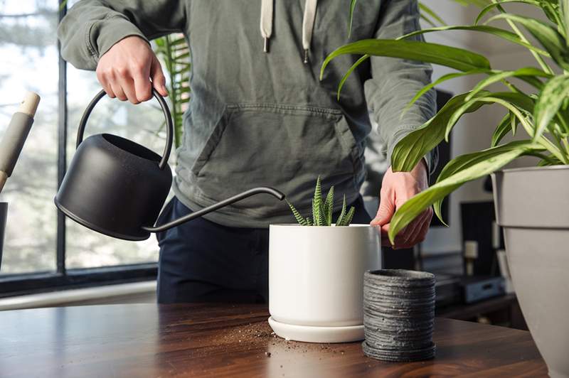 Ce que cela signifie lorsque votre plante d'intérieur commence à faire pousser des champignons