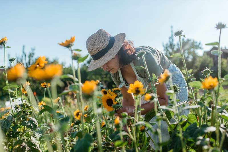 5 flores silvestres para plantar no outono para um espetacular jardim de primavera