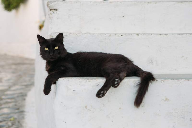 Den symbolske (og ikke-så-spooky) betydningen av å krysse stier med en svart katt