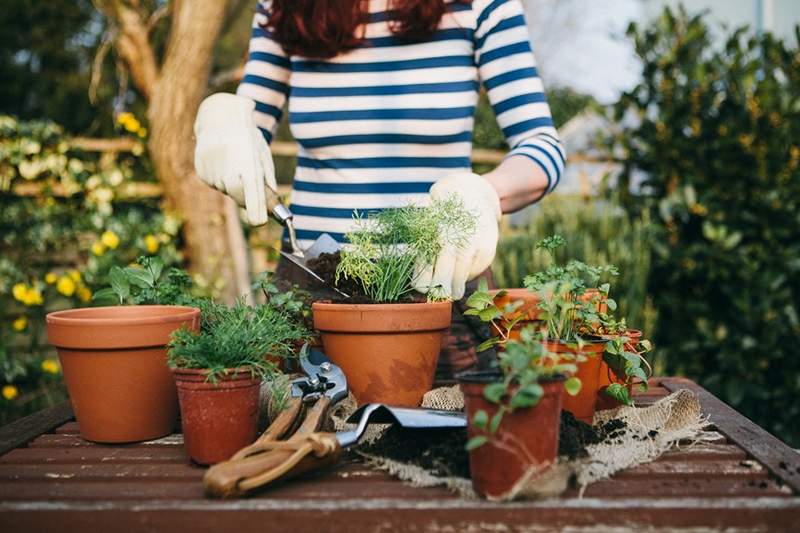 8 clases y talleres de jardinería en línea que te darán el pulgar más verde