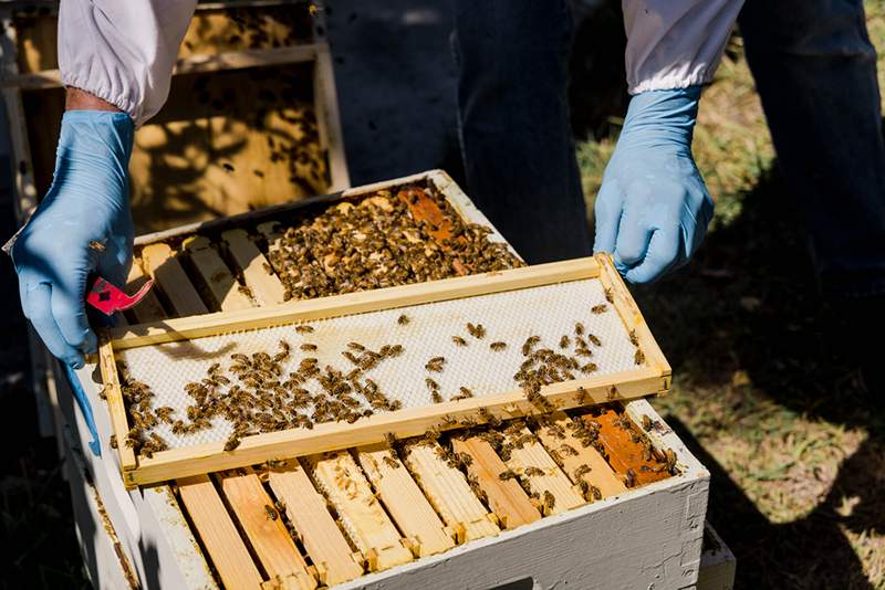 Aizrāvās pie bites? Nelieciet paniku-here tieši to, ko MD vēlas, lai jūs darītu