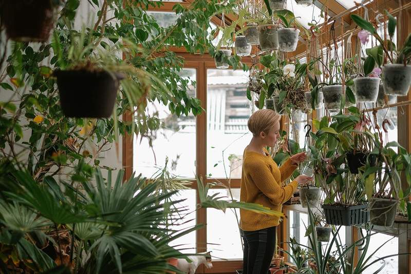 6 einfache Möglichkeiten, Ihre Innenpflanzen während der dunklen Wintertage am Leben zu erhalten