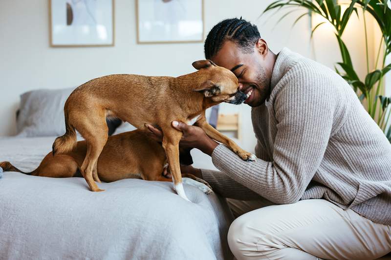 Dierenchiropractoren zijn belangrijk voor de gezondheid van uw huisdier-dit is wanneer u een afspraak moet maken