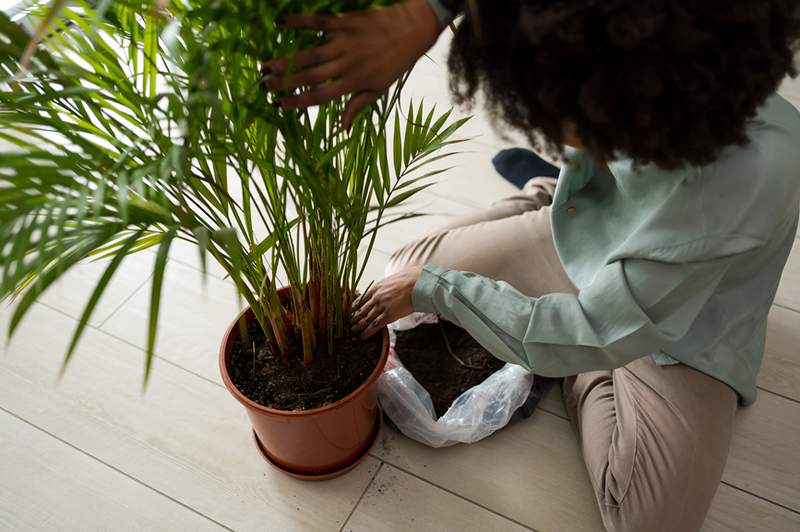 Denne allestedsnærværende palme er en af ​​de meget * værste * indendørs planter-her er hvorfor og hvad man skal købe i stedet