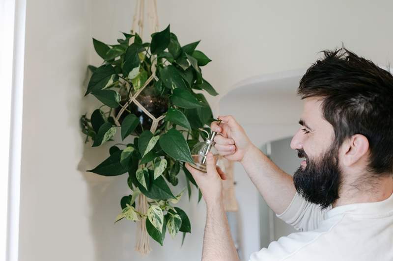 10 indendørs hængende planter til (ahem) løft dit hjem grønne omgivelser