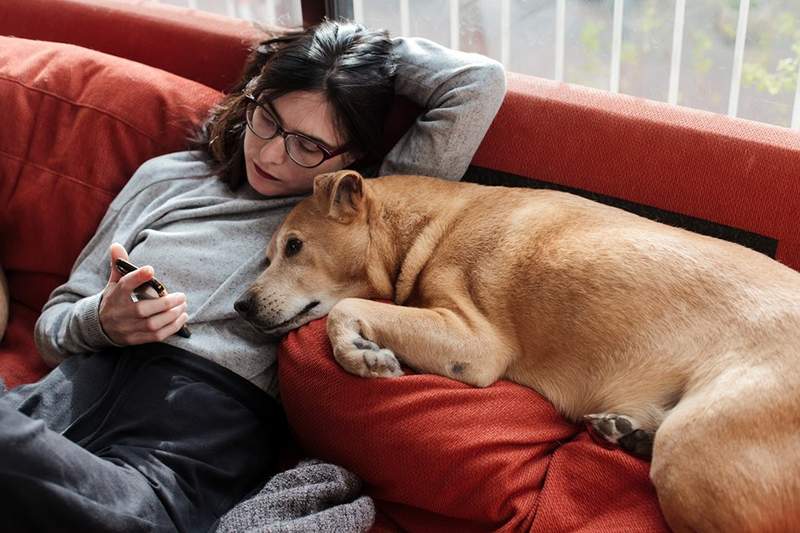 Como ser um animal adotivo como pai porque agora é a melhor hora para obter um companheiro de quatro patas