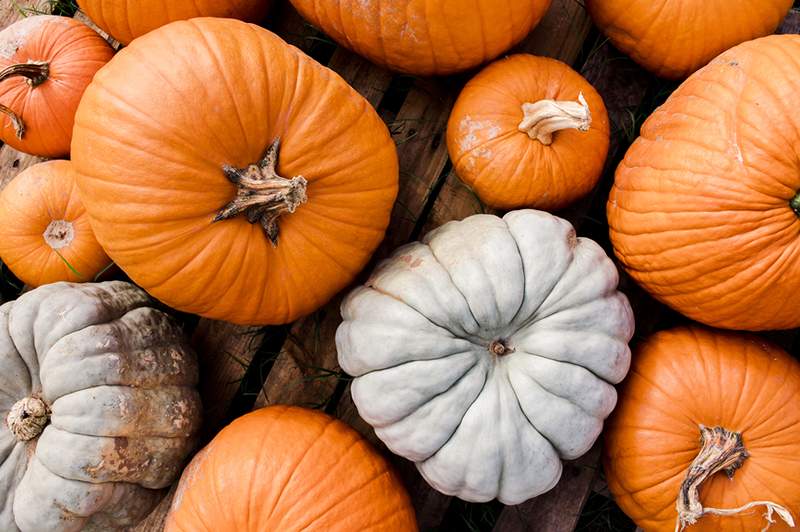 Sono un agricoltore di zucca e questi 5 consigli ti aiuteranno a scegliere la zucca perfetta per intagliare e cucinare