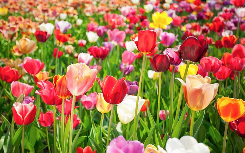 Cómo plantar tulipanes en su jardín para una explosión de color sin esfuerzo que regresa año tras año