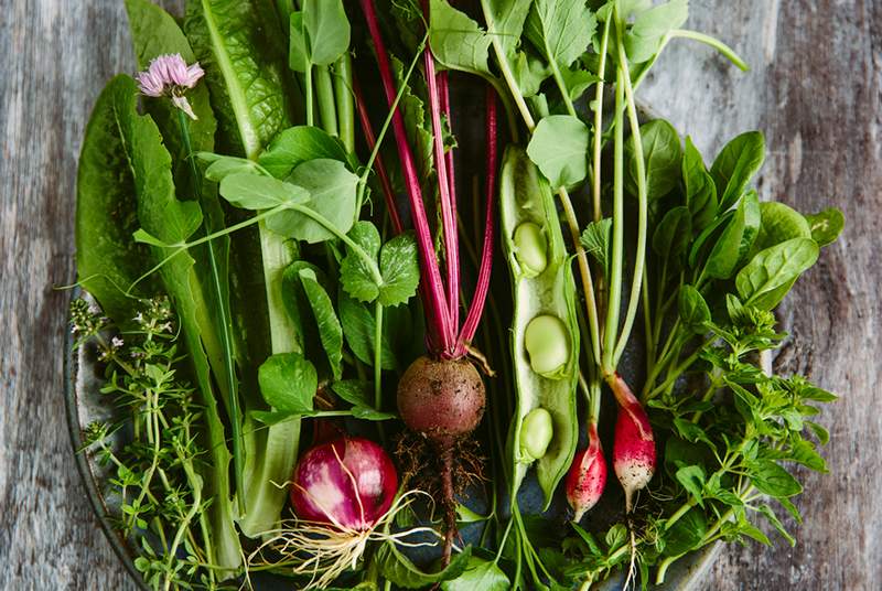 5 sayur -sayuran yang paling mudah tumbuh di taman anda